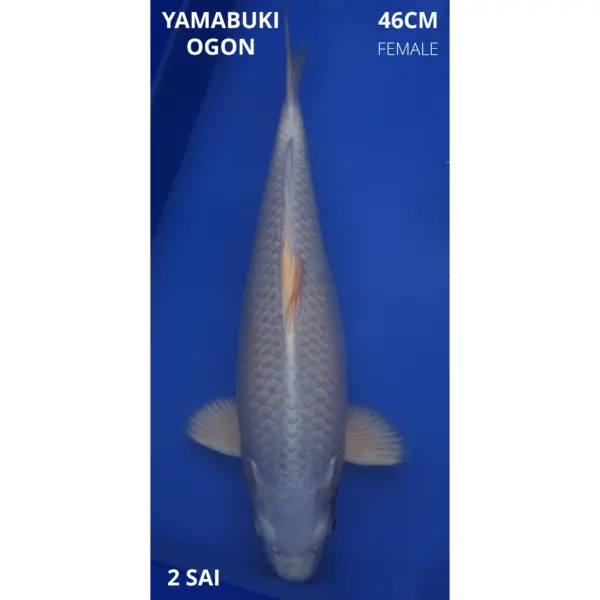 Yamabukiogon 46cm female